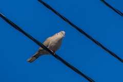 Streptopelia decaocto