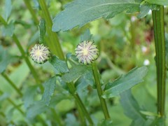 Leucanthemum vulgare
