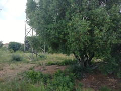 Antirrhinum barrelieri