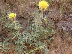 Centaurea collina