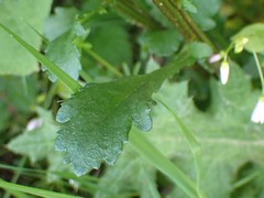 Leucanthemum vulgare