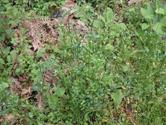 Leucanthemum vulgare