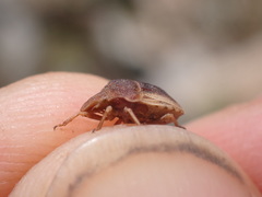 Sternodontus obtusus