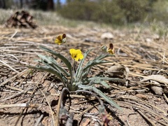 Viola pinetorum grisea