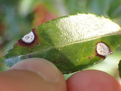 Phyllosticta vaccinii