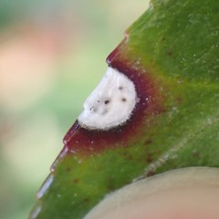 Phyllosticta vaccinii