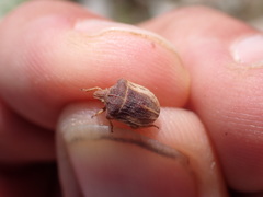 Sternodontus obtusus