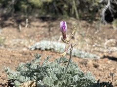 Astragalus leucolobus