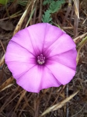 Convolvulus althaeoides althaeoides