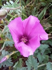 Convolvulus althaeoides althaeoides