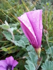 Convolvulus althaeoides althaeoides