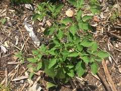 Physalis missouriensis