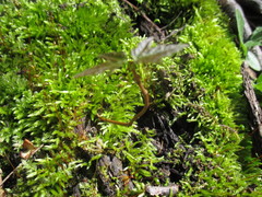 Hygroamblystegium