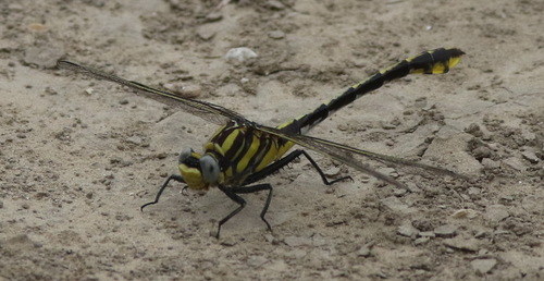 Plains Clubtail photo 5