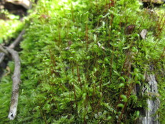 Hygroamblystegium