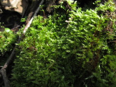 Hygroamblystegium