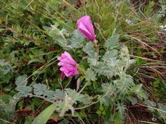 Convolvulus althaeoides althaeoides