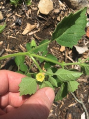 Physalis missouriensis