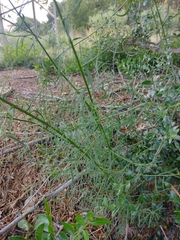 Antirrhinum barrelieri