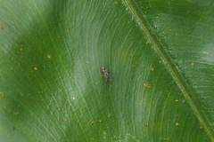 Teleopsis quadriguttata