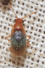 Gompelia neglecta
