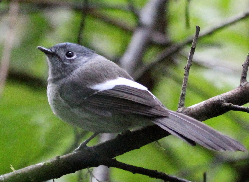 Blue-Mantled Crested Flycatcher