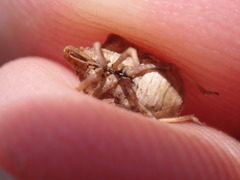 Sternodontus obtusus