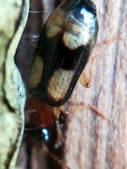 Dromius quadrimaculatus