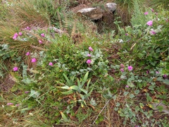 Convolvulus althaeoides althaeoides