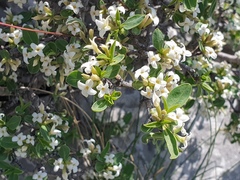 Daphne alpina