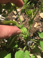 Physalis missouriensis