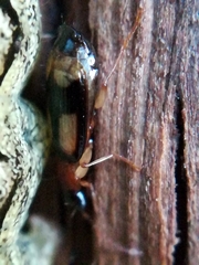 Dromius quadrimaculatus