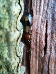 Dromius quadrimaculatus