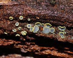 Chlorosplenium