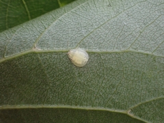 Crypturaphis grassii