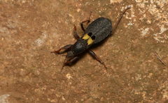 Ectomocoris tibialis