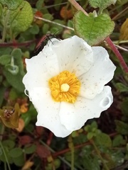 Cistus salviifolius