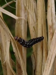 Aphelia