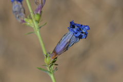 Penstemon heterophyllus purdyi