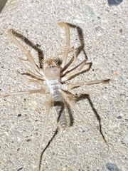 Eremobatinae