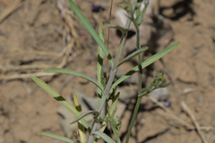 Penstemon heterophyllus purdyi