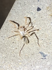 Eremobatinae