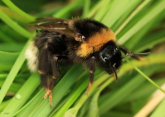 Bombus bohemicus