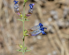 Penstemon heterophyllus purdyi
