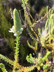 Selago ramosissima