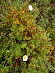 Cistus salviifolius