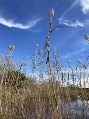 Phragmites australis berlandieri
