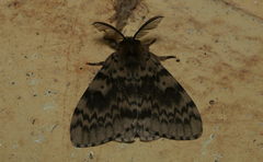 Lymantria incerta
