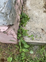 Convolvulus arvensis