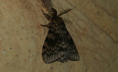 Lymantria incerta